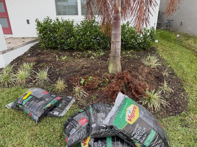 Garden bed being refreshed with new mulch beside a palm tree